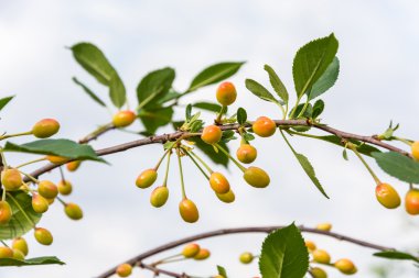 Dal kiraz allık başlar. 
