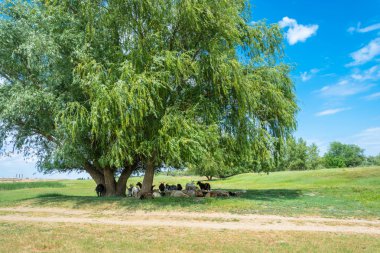 Keçi ve bir ağacın altında koyun sürüsü.
