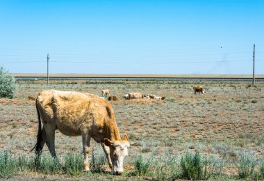 mera üzerinde ineklerin.