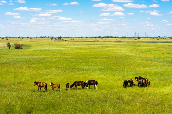 A herd of horses in a field. — Stock Photo, Image
