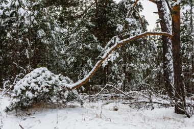 Yere eğildi büyük çam dalı. 