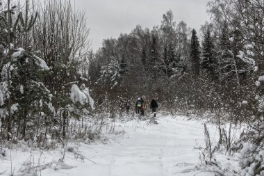 Karlı bir orman turist. 