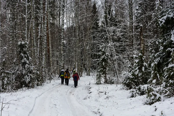 Туристы в заснеженном лесу . — стоковое фото