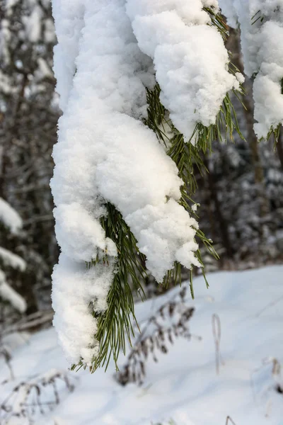 Grön tall gren täckt med snö. — Stockfoto