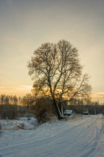 Paysage rural hivernal. — Photo