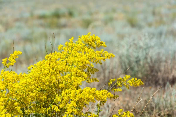 Gula prärien blommor. — Stockfoto