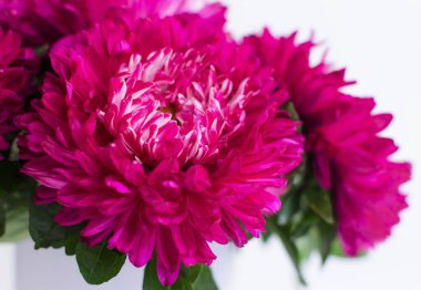 Bir buket aster yakın plan..