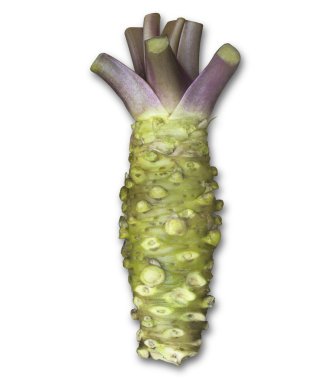 taze wasabi kök, ham wasabi - Japon horseradish, çeşni 