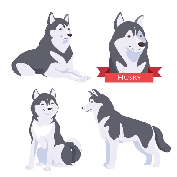 Husky en diferentes poses . — Archivo Imágenes Vectoriales