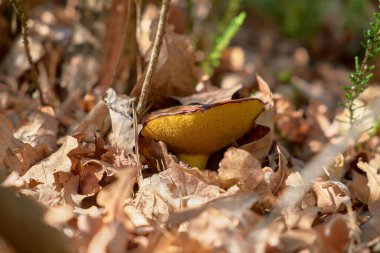 Kahverengi düğün çiçeği meşe yapraklarının altından yeni çıkmıştı..