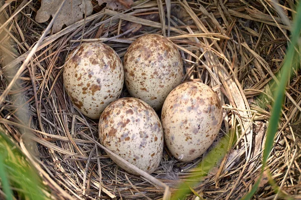 Gefleckte Eier Eines Gallinago Medienvogels Nest Das Nest Besteht Aus — Stockfoto