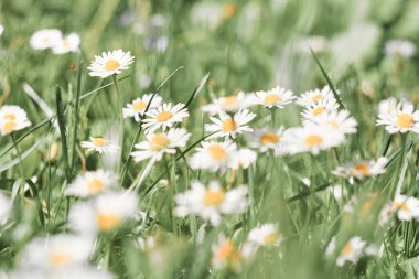 Papatya çayı. Yeşil çimlerde beyaz yabani çiçekler. İlaç bitkileri. Botanik.