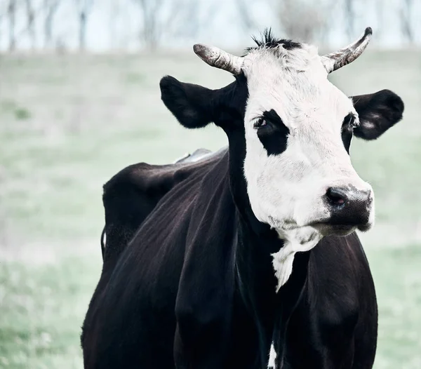 Une Drôle Vache Broute Sur Une Pelouse Verte Portrait Complet — Photo