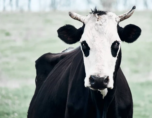 Une Drôle Vache Broute Sur Une Pelouse Verte Portrait Complet — Photo