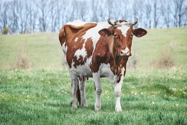 Vache Brune Tachetée Broute Sur Une Pelouse Verte Vache Cornes — Photo