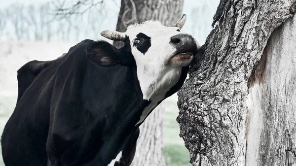 Jolie Vache Frotte Joue Contre Arbre Bonne Vache Flirtatious Regard — Photo