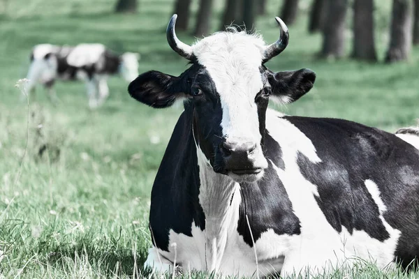 Vache Tachetée Broute Sur Une Pelouse Verte Vache Cornée Mâche — Photo