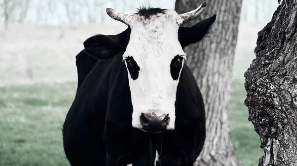 Uma Vaca Terrível Pastoreia Num Relvado Verde Vaca Com Chifres — Fotografia de Stock