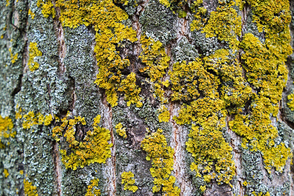 Close-up of yellow and green lichen growing on the rough bark of a tree. Detailed natural texture showing symbiotic growth of fungi and algae in a forest environment.