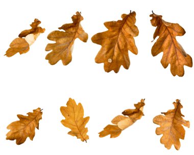 Collection of dry brown oak leaves isolated on white background. Autumn foliage texture, natural seasonal composition for botanical, design, or decorative use.