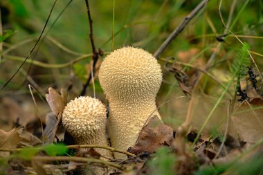 Close-up of puffball mushrooms growing on forest ground among green grass and fallen leaves. Natural autumn woodland scene with edible fungi.