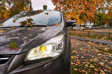 Yağmurdan sonra sonbahar yapraklarıyla kaplı ıslak bir araba. Farlar açık, kaput ve ön cama yağmur damlaları konmuş, sonbahar mevsimi atmosferi renkli ağaçlar ve arka planda yapraklar..