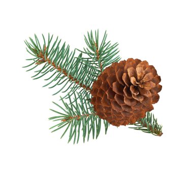 Beyaz arka planda yeşil köknar dalları olan kahverengi kozalaklar. Kış tatili tasarımı ve şenlikli kompozisyonlar için doğal Noel süsleme unsuru.