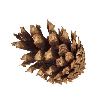 Kahverengi kozalak beyaz arka planda izole edilmiş. Doğal orman elementi, Noel süslemeleri, eko tasarımı ve mevsimsel kompozisyonlar için mükemmel..