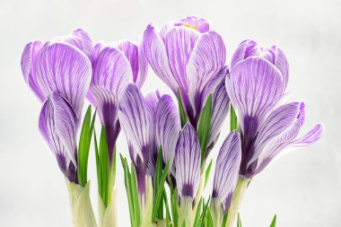 Açık arkaplanlı yeşil yapraklı mor çizgili kır çiçekleri. Bahar çiçekli doğa sahnesi, yenilenmeyi ve güzelliği simgeliyor..