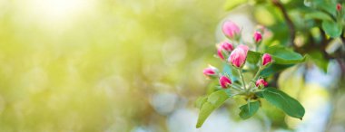 Yeşil yapraklı pembe elma tomurcukları ılık güneş ışığı altında, yumuşak bahar arkaplanı bokeh ve kopyalama alanı.