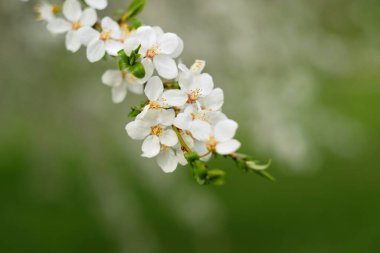 Beyaz bahar, kırmızı uğur böceğiyle narin bir dalda çiçek açar. Yumuşak yeşil bir zemin üzerine kurulmuştur. Yumuşak, bulanık, doğal bir ışıkla..