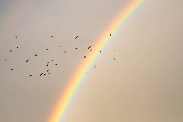 彩虹和空中的鸟儿 — 图库照片