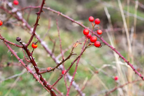 Frutos Vermelhos Bramble Com Espinhos — Fotografia de Stock