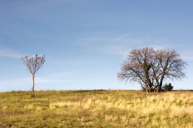 Tarladaki ağaçlar. İtalyan manzarası