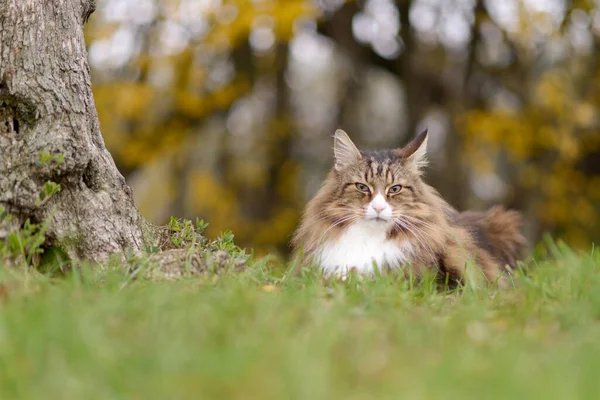 Belo Gato Floresta Norueguesa Descansa Perto Uma Oliveira — Fotografia de Stock