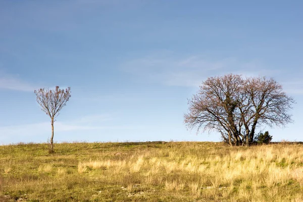 Tarladaki ağaçlar. İtalyan manzarası