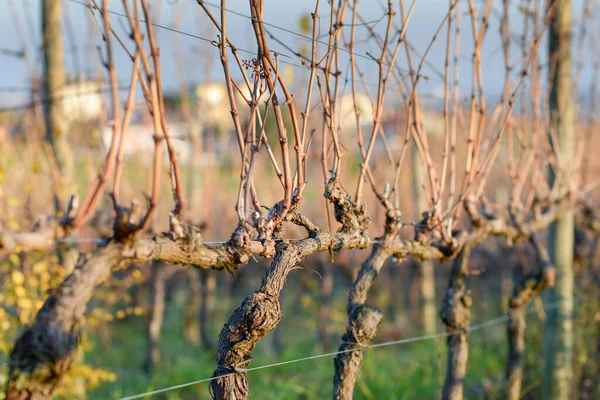 İtalya 'da üzüm bitkileri. Kışın bitkiler