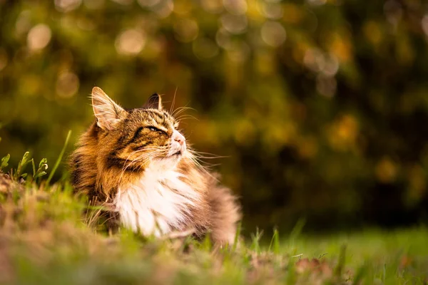 Vacker Katt Vilar Ett Träd — Stockfoto