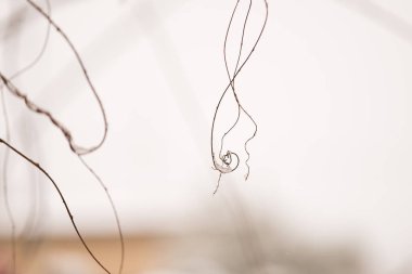 Tasarımlar üreten dallar. Doğadaki güzellik