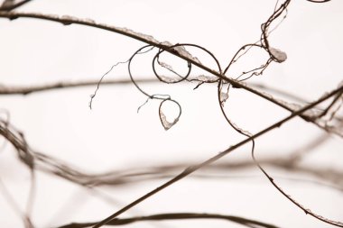 Tasarımlar üreten dallar. Doğadaki güzellik