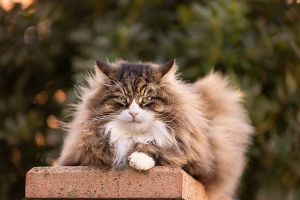 Çok uzun bıyıkları ve kaşları olan güzel pofuduk kedi kameraya bakıyor.