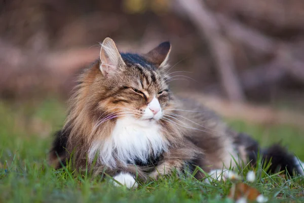 Gato Floresta Norueguesa Descansando Prado Sesta — Fotografia de Stock