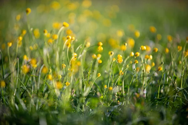 Bulanık sarı çiçekler. Sarı arka plan. Çiçek arkaplanı