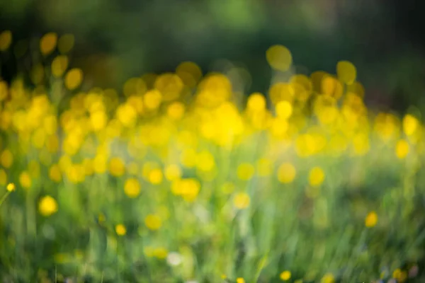 Bulanık sarı çiçekler. Sarı arka plan. Çiçek arkaplanı
