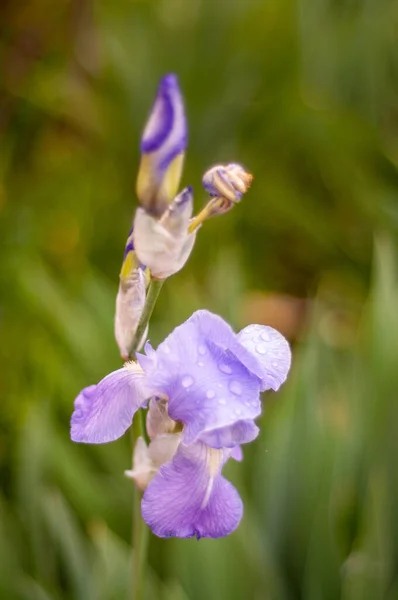 Bela Flor Roxa Beleza Natureza — Fotografia de Stock