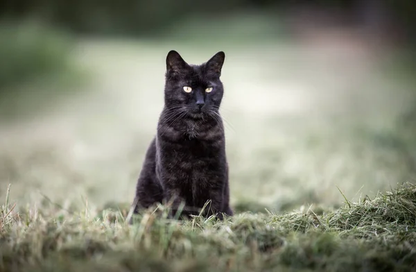 Pisica Neagră Stând Aer Liber Ochi Galbeni Caută — Fotografie, imagine de stoc