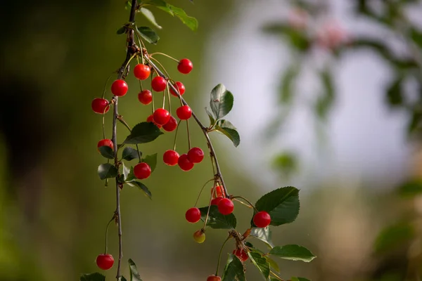 Red Fruit Tree Cherry Tree — Stock Photo, Image