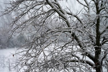 Ağaca çıplak dallarla kar yağar.