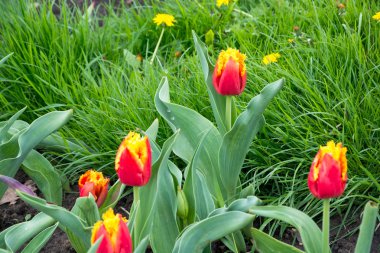 çim kırmızı lale 