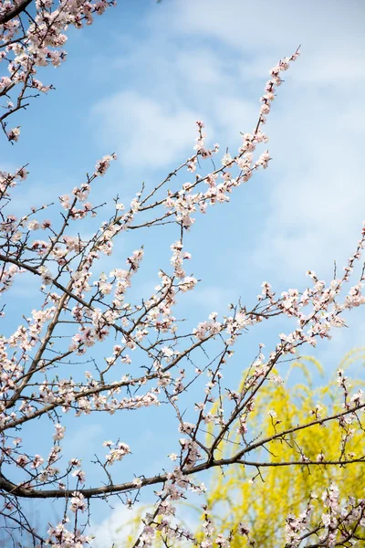 Floração ramos na frente de um salgueiro — Fotografia de Stock